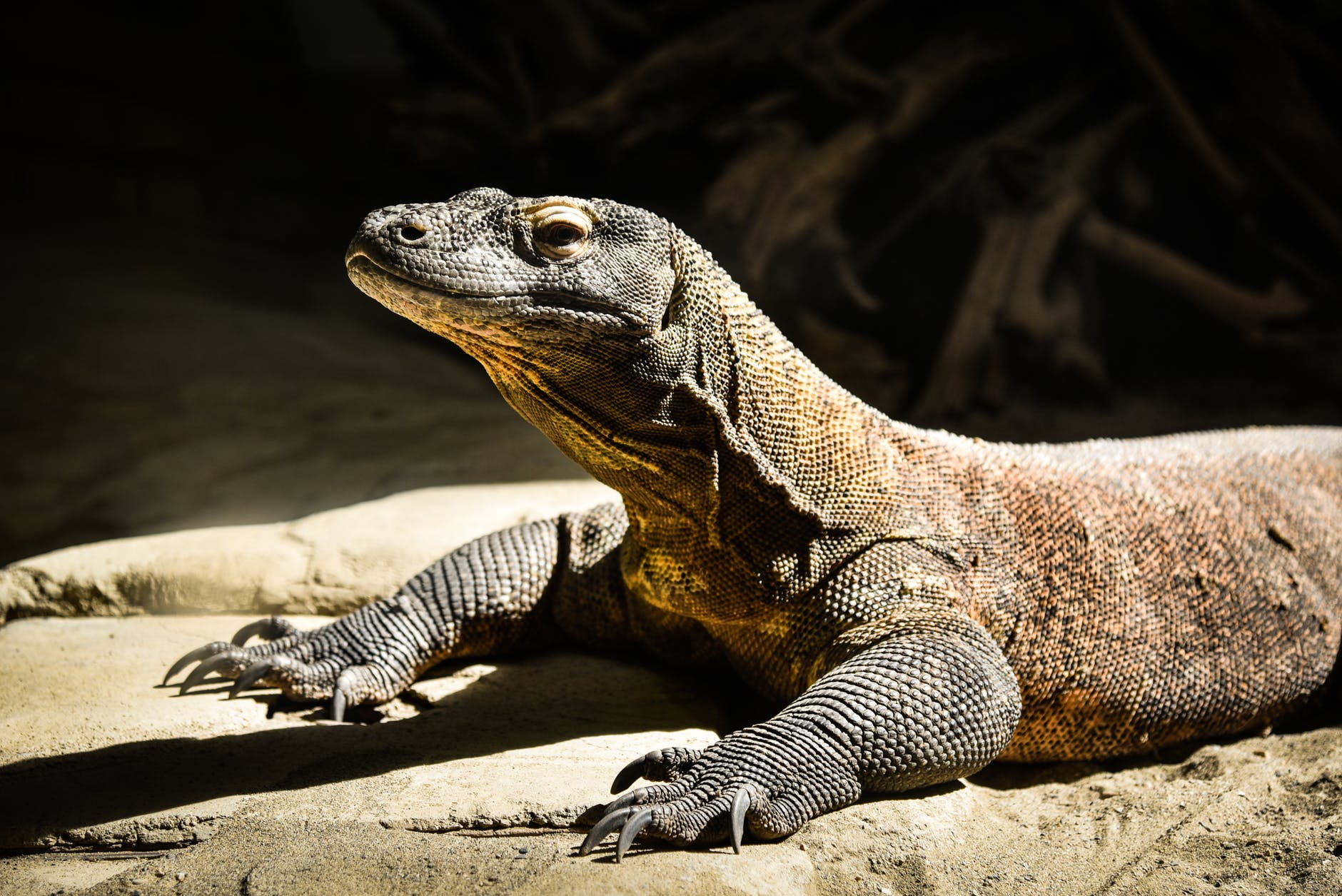 ブログを始めました - Kazuha Reptiles Life