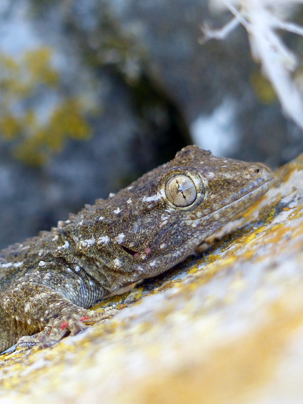 lizard crawling on stone surface